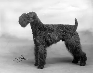 Kerry: FALL/KERRY BLUE TERRIER