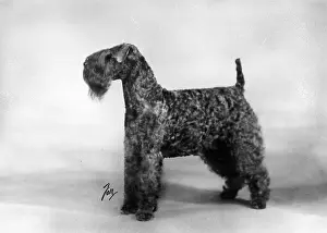 Parry: FALL/KERRY BLUE TERRIER