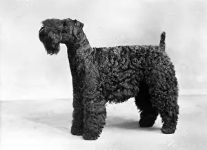 Dora: FALL/KERRY BLUE TERRIER