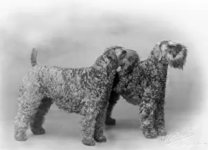 Kerry: FALL/KERRY BLUE TERRIER