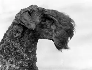 Fellow: FALL/KERRY BLUE TERRIER