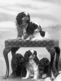 Belonging: FALL/KING CHARLES/1937