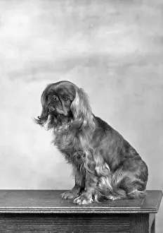 Rufus: FALL/KING CHARLES/1952