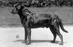 Howe: FALL/LABRADOR/1926