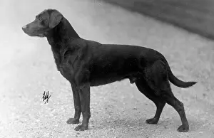 Howe: FALL/LABRADOR/1930