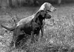 Realisation: FALL/LABRADOR/1940
