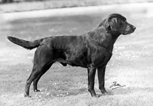 Banchory: FALL/LABRADOR/1945
