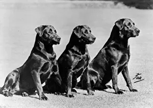 Howe: FALL/LABRADOR/1952