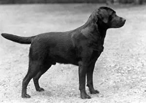 Broadley: FALL/LABRADOR/1959