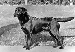 Woolley: FALL/LABRADOR/1966