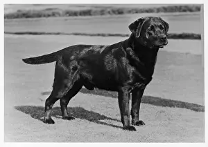 Broadley: FALL/LABRADOR/1972