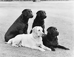 Marina: FALL/LABRADOR/MIX GROUP