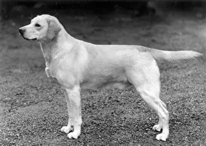 Stormer: FALL/LABRADOR RETRIEVER