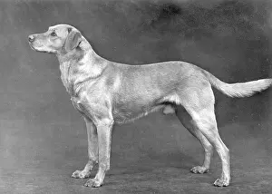 Whiskey: FALL/LABRADOR RETRIEVER