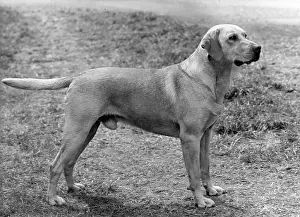 Muffin: FALL/LABRADOR RETRIEVER