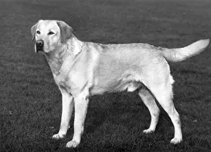 Wynyard: FALL/LABRADOR RETRIEVER