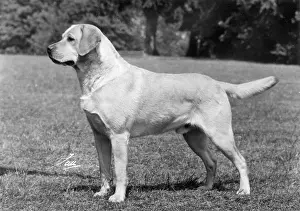 Woolley: FALL/LABRADOR RETRIEVER