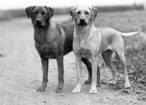 Bonny: FALL/LABRADOR RETRIEVER