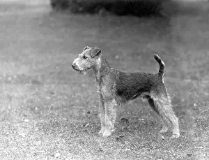 Owners: FALL/LAKELAND TERRIER/36