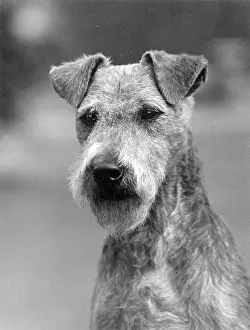 Owners: FALL/LAKELAND TERRIER/36