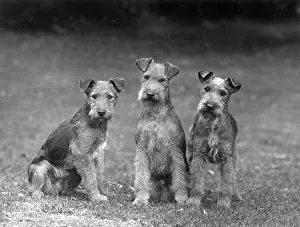 Misses: FALL/LAKELAND TERRIER/36