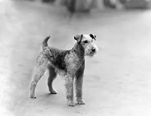 Coronet: FALL/LAKELAND TERRIER/39