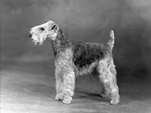 Lakeland: FALL/LAKELAND TERRIER/50