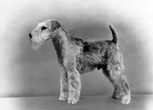 Gleam: FALL/LAKELAND TERRIER/60