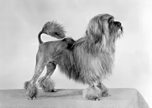 Heroine: FALL/LOWCHEN/LION DOG/77