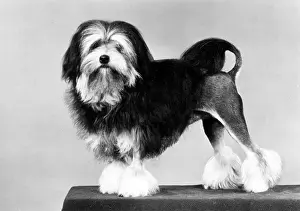 Jingle: FALL/LOWCHEN/LION DOG/82