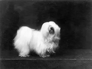 Certificate: FALL/MALTESE TERRIER/35