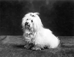 Invicta: FALL/MALTESE TERRIER/37