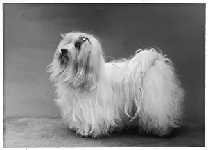 Xavier: FALL/MALTESE TERRIER/57