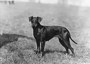Asphodel: FALL/MANCHESTER TERRIER