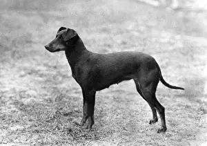 Juniper: FALL/MANCHESTER TERRIER