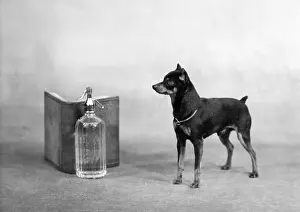 Perfection: FALL/MANCHESTER TERRIER