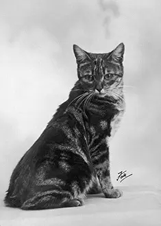 Manx: FALL/MANX CAT/1936
