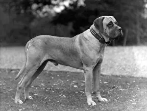 Studland: FALL/MASTIFF/1927