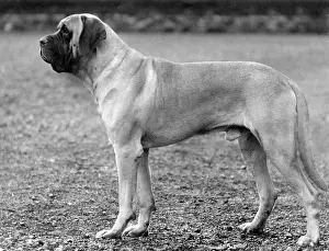 Mastiff: FALL/MASTIFF/1936