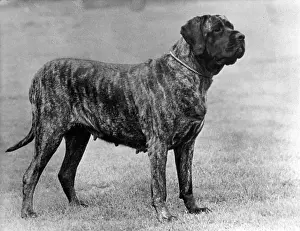 Mastiff: FALL/MASTIFF/1955