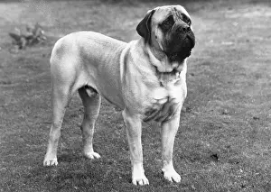 Thor: FALL/MASTIFF/1965