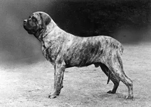 Mastiff: FALL/MASTIFF/1977