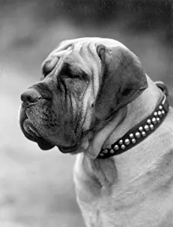 Benton: FALL/MASTIFF/HEAD/1928