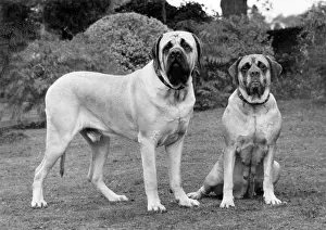 Mundi: FALL/MASTIFF/PAIR/1976