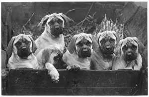 Mastiff: FALL/MASTIFF/PUPPIES