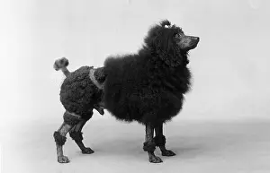 Clipped: FALL/MINI POODLE