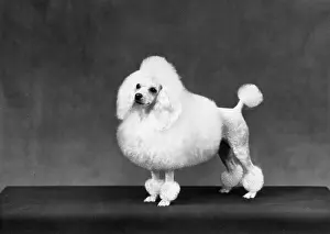 Poodle: FALL/MINI POODLE/FIRCOT