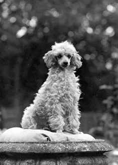 Poodle: FALL/MINI POODLE/FIRCOT