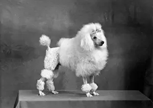 Poodle: FALL/MINI POODLE/FIRCOT