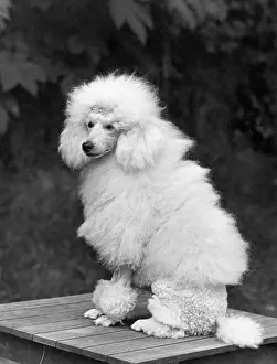Poodle: FALL/MINI POODLE/FIRCOT